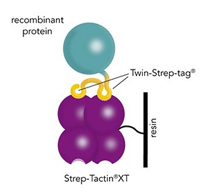 13473_IBA_strep-tactinXT Twin-Strep-tag
