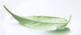 Programme Greener Choice